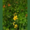  Agrimony - Agrimon&iacute;a 