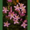 Centaury - Centaura Menor 