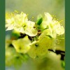 Cherry Plum - Cerasifera 