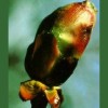 Chestnut Bud / Brote de Casta&ntilde;o 