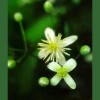 Clematis - Clem&aacute;tide 