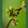 Elm / Olmo 