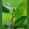 Holly / Acebo 