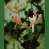 Honeysuckle / Madreselva 