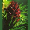 Larch / Alerce 