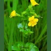 Mimulus - Mimulo 