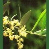 Olive / Olivo 