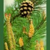 Pine / Pino Silvestre 