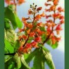 Red Chestnut / Casta&ntilde;o Rojo 
