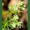 Scleranthus / Scleranthus 