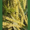 Sweet Chestnut / Casta&ntilde;o Dulce 