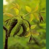 Walnut / Nogal 