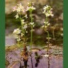 Water Violet / Violeta de Agua 