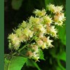 White Chestnut / Casta&ntilde;o Blanco 