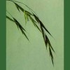 Wild Oat / Avena Silvestre 